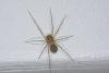 Scytodes thoracica